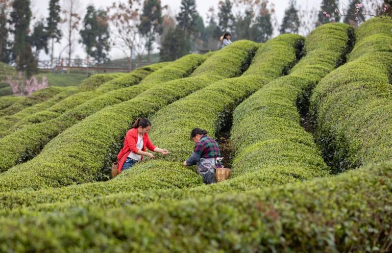 关于凤冈：茶园春意盎然 又到春茶开采的资讯(2)