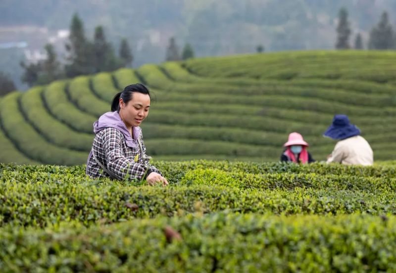 关于凤冈：茶园春意盎然 又到春茶开采的资讯(1)