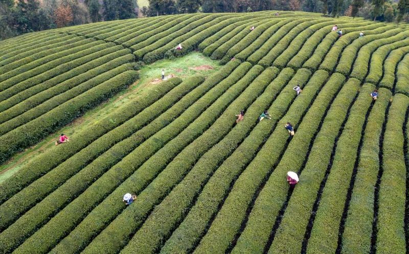关于凤冈：茶园春意盎然 又到春茶开采的资讯