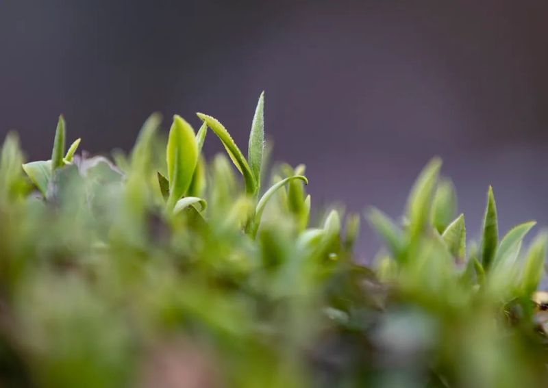 关于凤冈：茶园春意盎然 又到春茶开采的资讯(3)