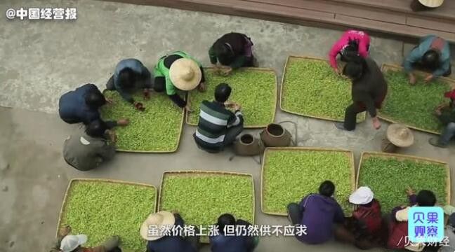 有关于柳州市：一斤2万元！春茶价格上涨30%的相关信息(2)