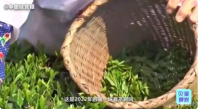 有关于柳州市：一斤2万元！春茶价格上涨30%的相关信息