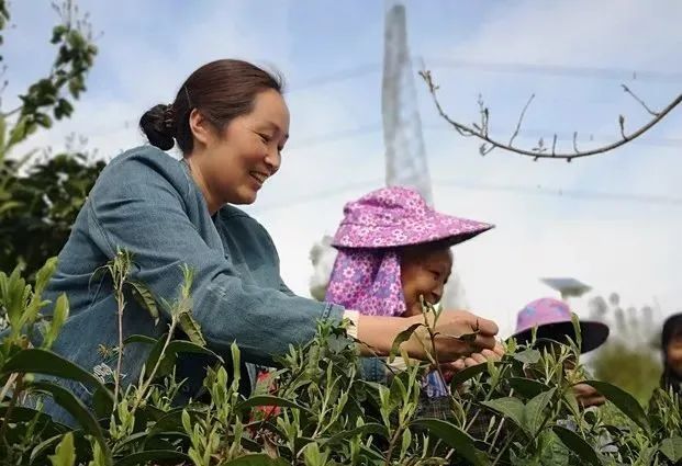 有关于做好双手采茶，保障春茶生产 胡继承带队赴安顺开展茶产业调研的资讯(12)