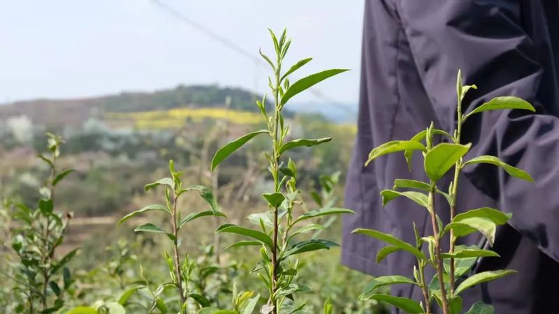 有关于做好双手采茶，保障春茶生产 胡继承带队赴安顺开展茶产业调研的资讯(6)