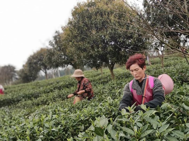 有关于做好双手采茶，保障春茶生产 胡继承带队赴安顺开展茶产业调研的资讯(11)
