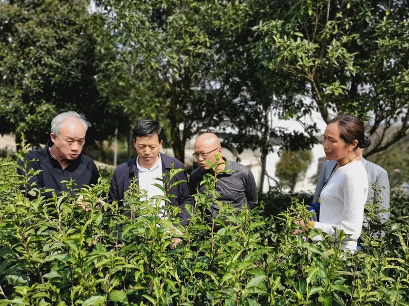 有关于做好双手采茶，保障春茶生产 胡继承带队赴安顺开展茶产业调研的资讯(2)