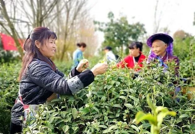 有关于做好双手采茶，保障春茶生产 胡继承带队赴安顺开展茶产业调研的资讯(7)