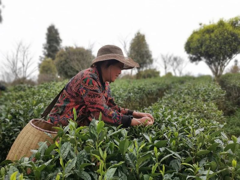 有关于做好双手采茶，保障春茶生产 胡继承带队赴安顺开展茶产业调研的资讯(9)