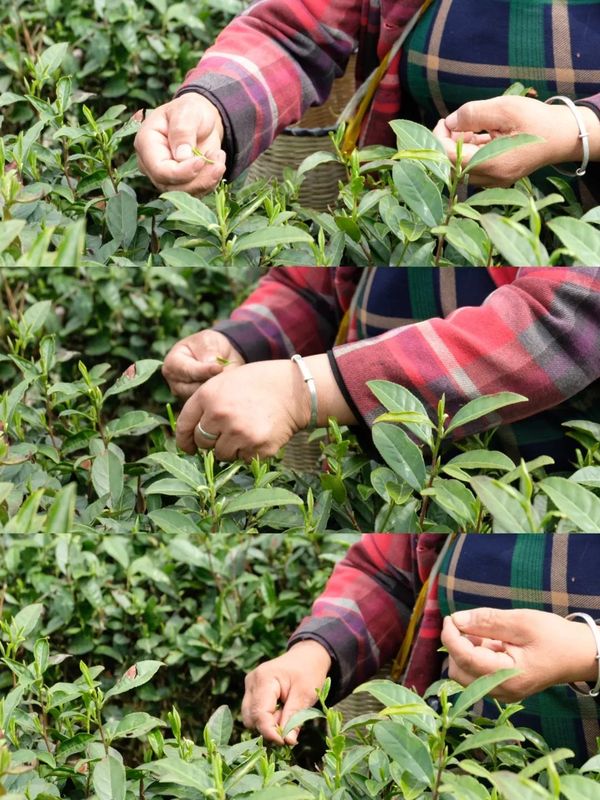 有关于做好双手采茶，保障春茶生产 胡继承带队赴安顺开展茶产业调研的资讯(4)