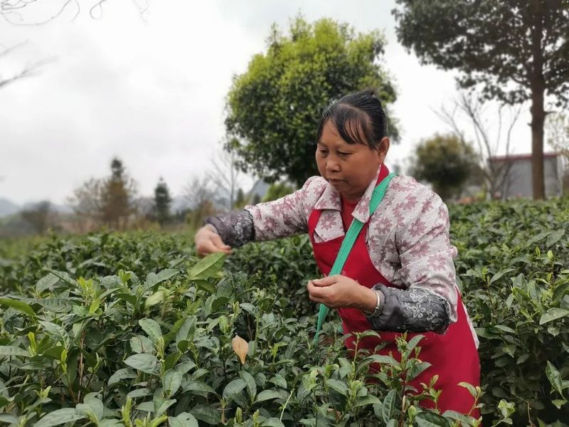 有关于做好双手采茶，保障春茶生产 胡继承带队赴安顺开展茶产业调研的资讯(8)