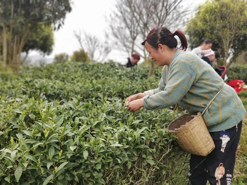 有关于做好双手采茶，保障春茶生产 胡继承带队赴安顺开展茶产业调研的资讯(10)