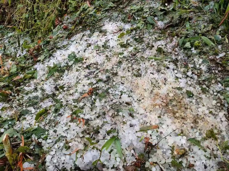 有关于突如其来的暴雨冰雹 让贵州的春茶“有点烦”的信息