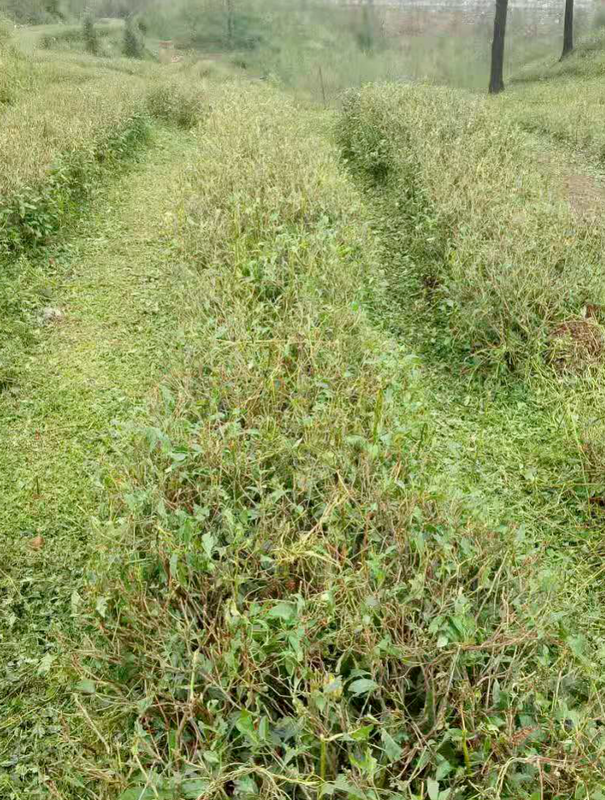 有关于突如其来的暴雨冰雹 让贵州的春茶“有点烦”的信息(4)