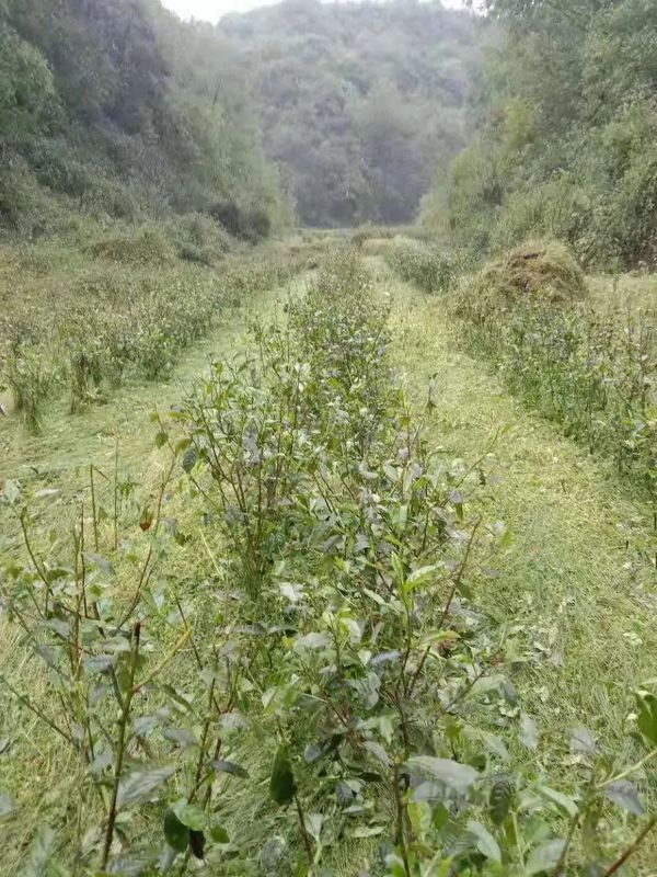 有关于突如其来的暴雨冰雹 让贵州的春茶“有点烦”的信息(3)