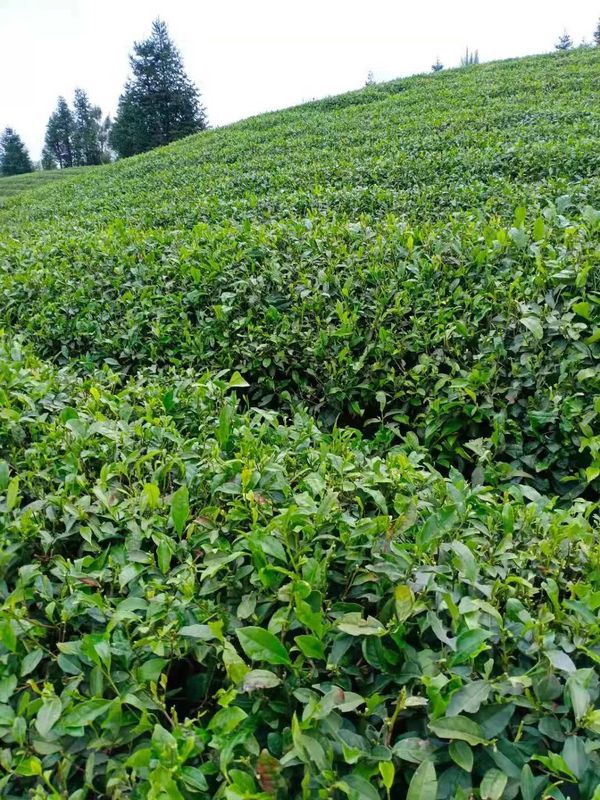 有关于突如其来的暴雨冰雹 让贵州的春茶“有点烦”的信息(2)