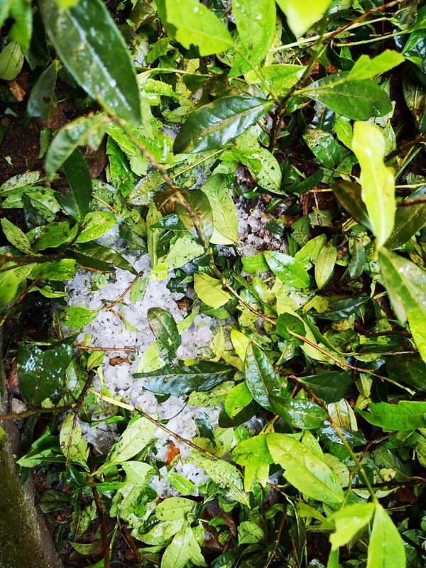 有关于突如其来的暴雨冰雹 让贵州的春茶“有点烦”的信息(1)