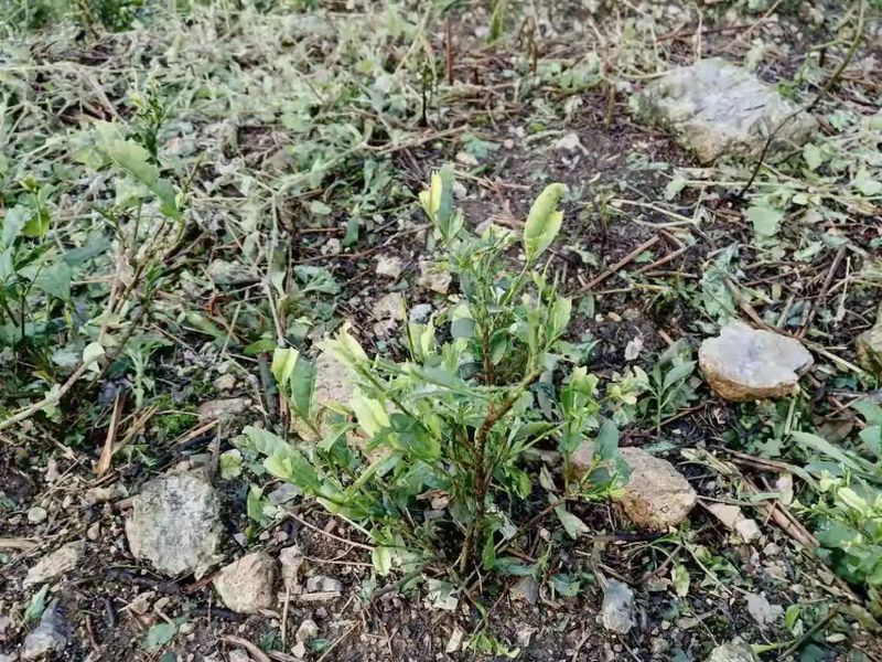 有关于突如其来的暴雨冰雹 让贵州的春茶“有点烦”的信息(5)