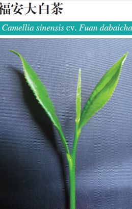 关于白茶品种、繁育、栽培管理技术你了解多少？专家解读来啦！的最新消息(7)