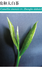 关于白茶品种、繁育、栽培管理技术你了解多少？专家解读来啦！的最新消息(6)