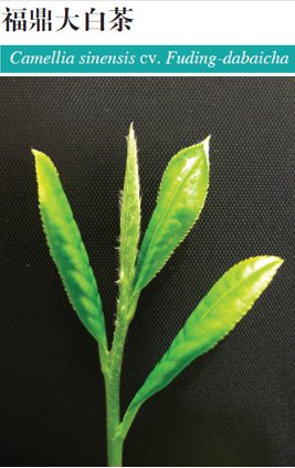 关于白茶品种、繁育、栽培管理技术你了解多少？专家解读来啦！的最新消息(5)
