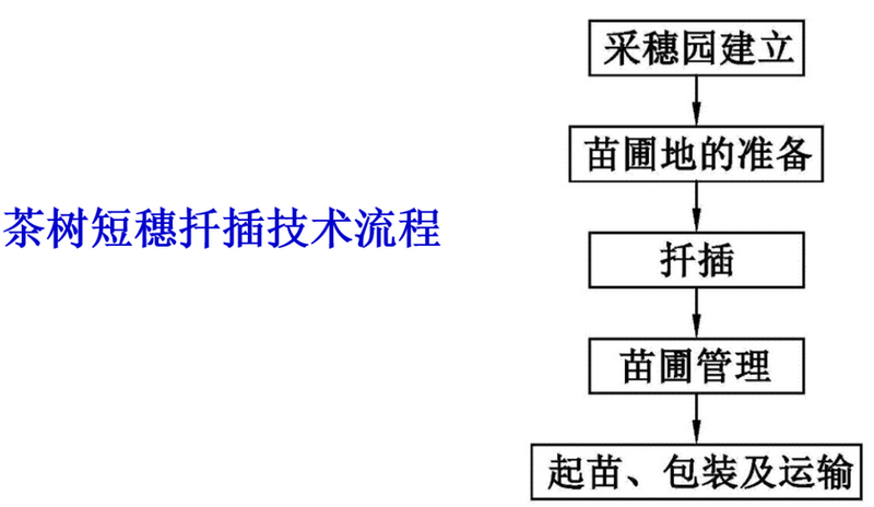 关于白茶品种、繁育、栽培管理技术你了解多少？专家解读来啦！的最新消息(11)