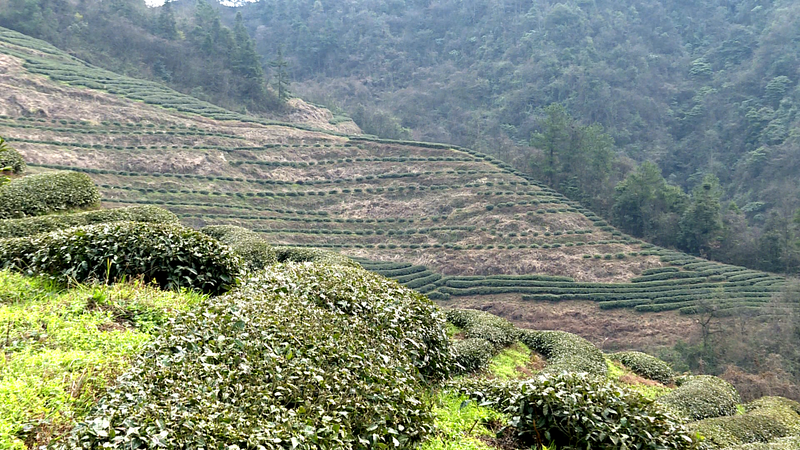关于余庆:双手舞动茶山 又到春茶采摘季的最新消息(2)