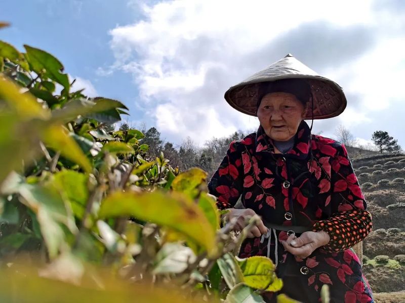 关于余庆:双手舞动茶山 又到春茶采摘季的最新消息(3)