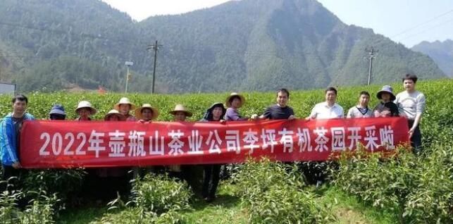 关于石门县首批春茶抢“鲜”开采的最新消息