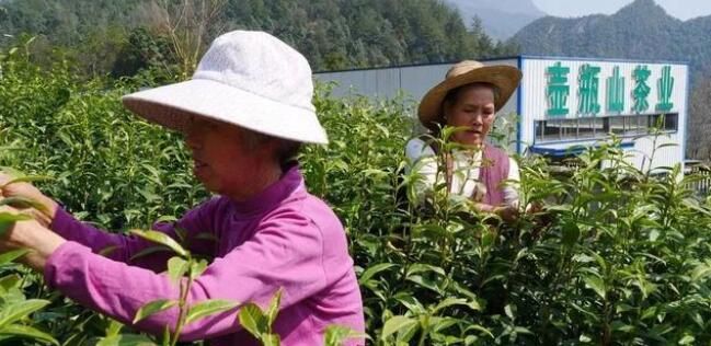 关于石门县首批春茶抢“鲜”开采的最新消息(1)