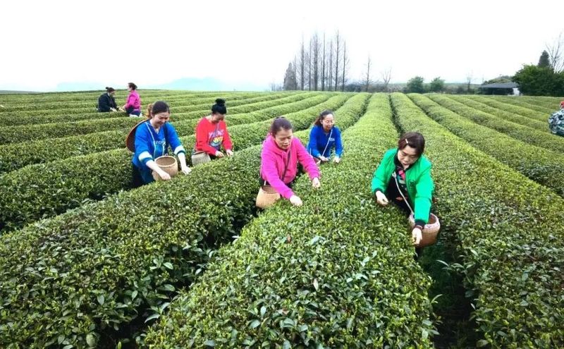 有关于湄潭：茶乡春好 翠芽飘香的相关内容(2)