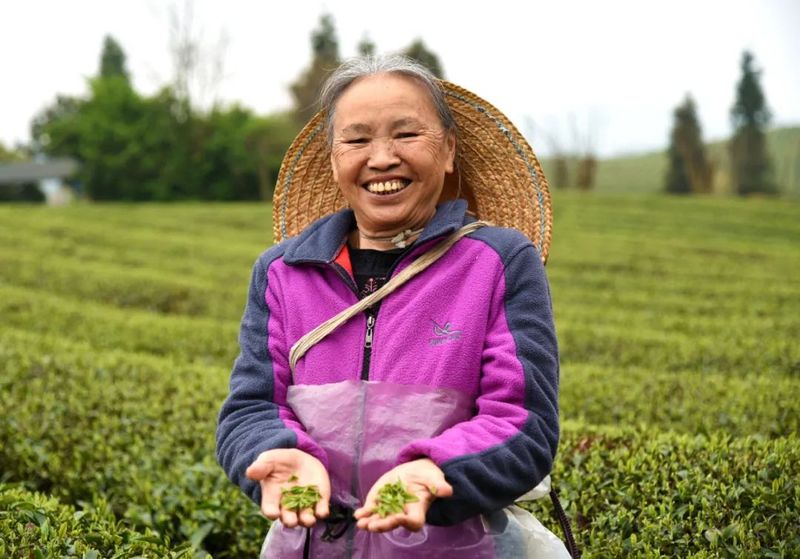 有关于湄潭：茶乡春好 翠芽飘香的相关内容(4)