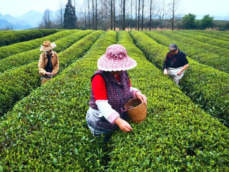 有关于湄潭：茶乡春好 翠芽飘香的相关内容(3)