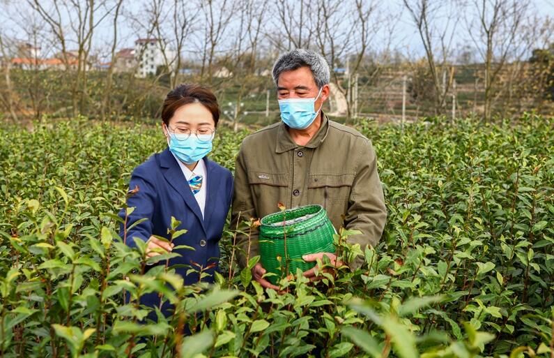 有关于新昌：农商银行积极搭建茶产业链平台助茶农增收的相关内容