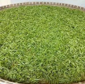 有关于绍兴诸暨茶叶启动公用品牌建设 西施石笕向茶农伸出橄榄枝的最新消息