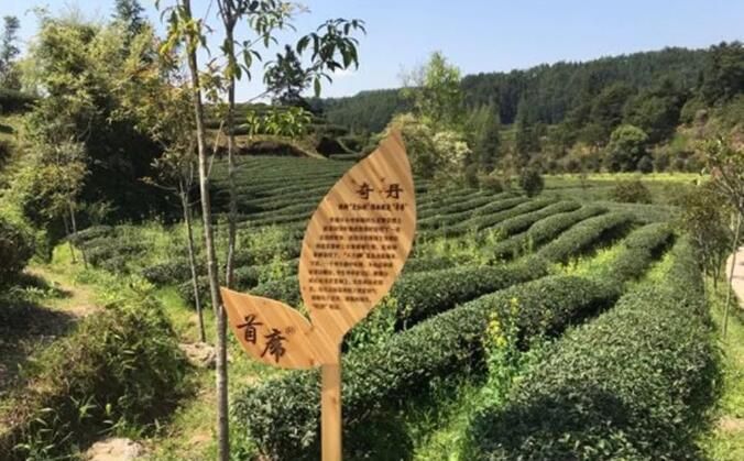 关于福建南平：“三茶”统筹 富美乡村新画卷的新闻