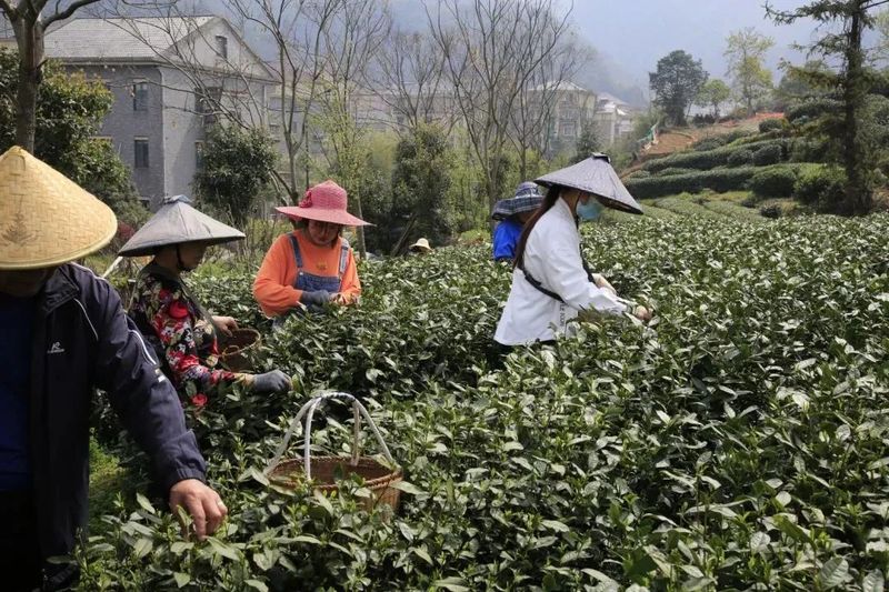 关于一周茶事： 西湖龙井茶正式开采；福茶网入选央视强农品牌的相关内容(4)