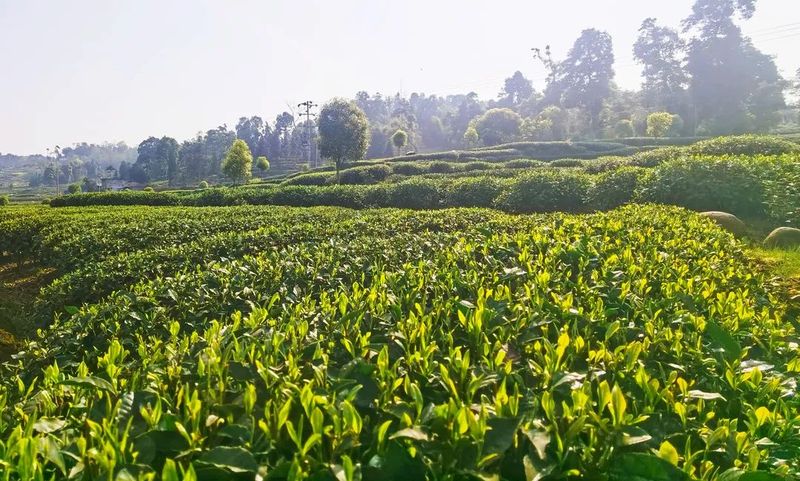 有关于春茶正飘香 茶农采茶忙的新闻