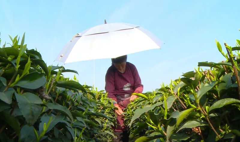 有关于春茶正飘香 茶农采茶忙的新闻(2)