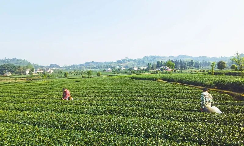 有关于春茶正飘香 茶农采茶忙的新闻(1)