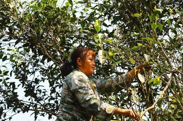 关于宁洱县困鹿山：阳春三月采茶忙的消息(1)