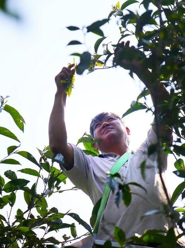 关于宁洱县困鹿山：阳春三月采茶忙的消息(2)