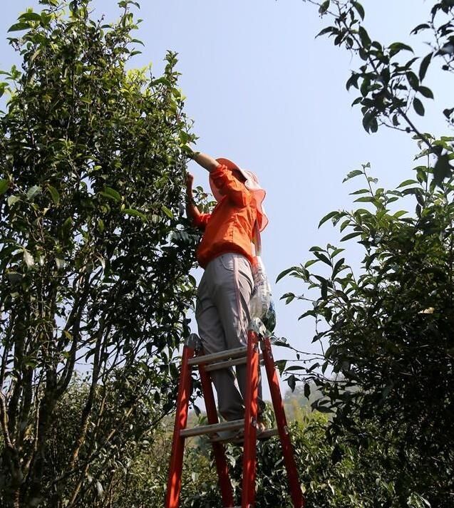 关于宁洱县困鹿山：阳春三月采茶忙的消息