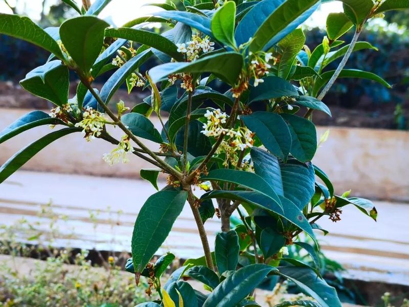 有关于普洱·茶视界:碧蕓春茶园的花事“种”出来的有机花茶的最新消息(3)