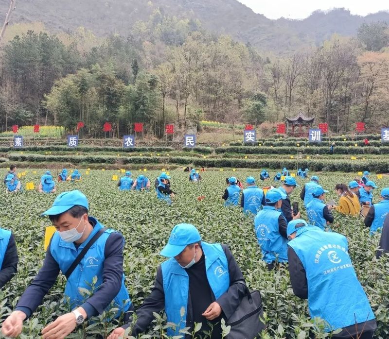 有关于春茶生产正当时 技术服务到茶企——安康市农业技术推广中心 安康市茶业协会开展春茶开园技术培训活动的信息(1)