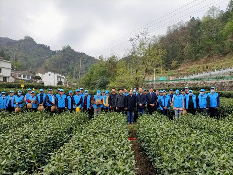 有关于春茶生产正当时 技术服务到茶企——安康市农业技术推广中心 安康市茶业协会开展春茶开园技术培训活动的信息