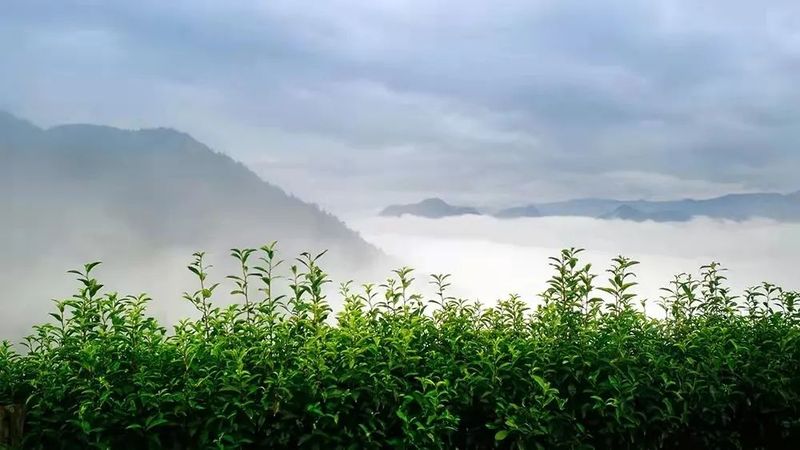 关于“三茶”融合之景宁实践的最新消息(2)