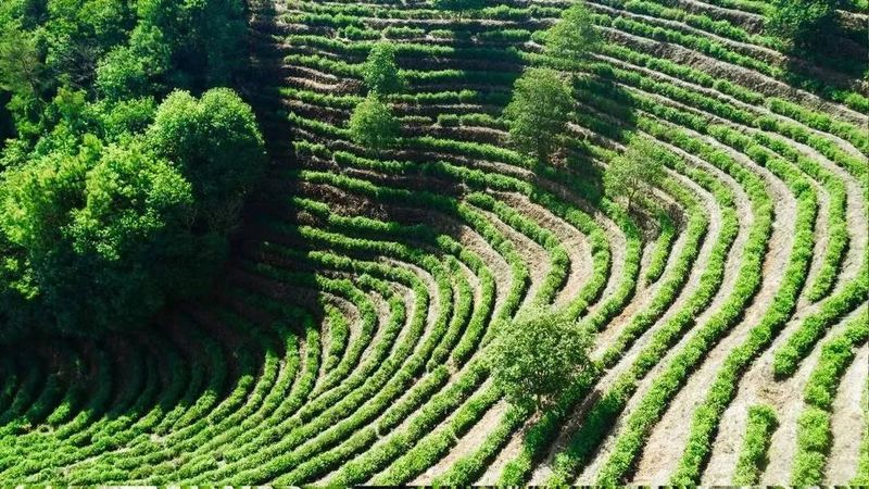 关于“三茶”融合之景宁实践的最新消息(1)