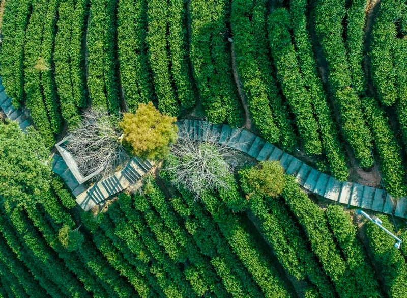 关于“三茶”融合之景宁实践的最新消息(7)
