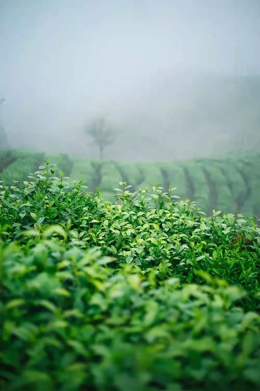 关于“三茶”融合之景宁实践的最新消息(3)