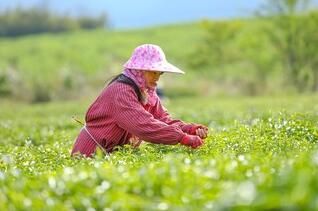 有关于福建宁化：春暖茶飘香  茶农采茶忙的相关内容(3)